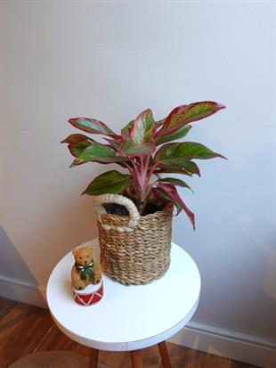 Aglaonema Red Sun