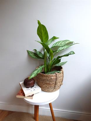 Aglaonema Silver Queen (Çin Herdemyeşili)