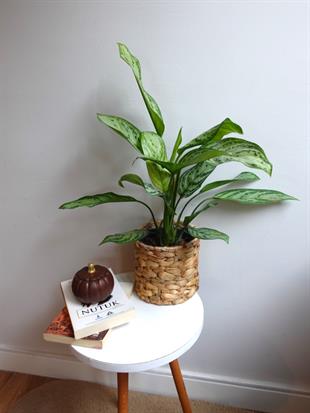 Aglaonema Silver Queen (Çin Herdemyeşili)