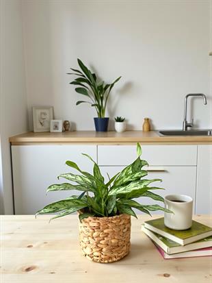 Aglaonema Silver Queen (Çin Herdemyeşili)