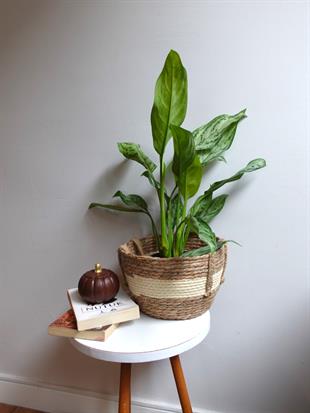 Aglaonema Silver Queen (Çin Herdemyeşili)