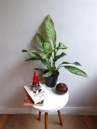 Aglaonema Silver Queen (Çin Herdemyeşili)