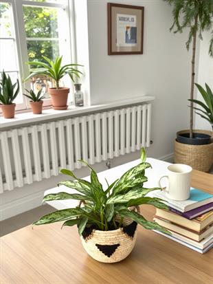 Aglaonema Silver Queen (Çin Herdemyeşili)