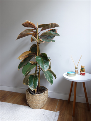 Alacalı Kauçuk Bitkisi 2 Gövdeli (Ficus Elastica Teneke)100-120 cm