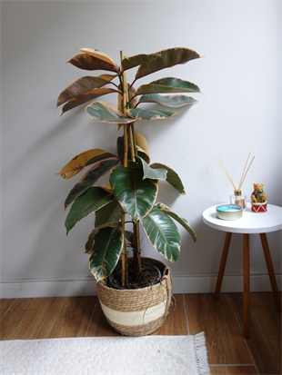 Alacalı Kauçuk Bitkisi 2 Gövdeli (Ficus Elastica Teneke)100-120 cm