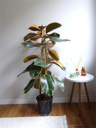Alacalı Kauçuk Bitkisi 2 Gövdeli (Ficus Elastica Teneke)100-120 cm