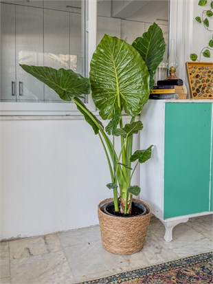 Alocasia Macrorrhizos XL (Fil Kulağı) 160 - 170 cm – Tropikal Ormanın Dev Mirası 🌿