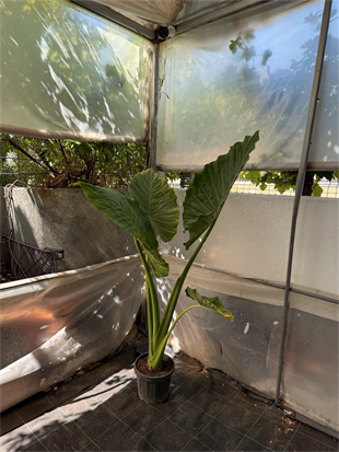 Alocasia Macrorrhizos XL (Fil Kulağı) 160 - 170 cm – Tropikal Ormanın Dev Mirası 🌿