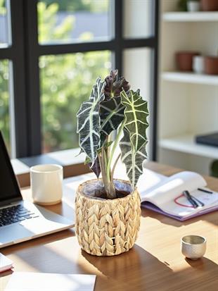 Alocasia Polly-Fil Kulağı Bitkisi- Tropikal ve En Farklı 40-45 cm