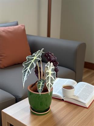 Alocasia Polly-Fil Kulağı Bitkisi- Tropikal ve En Farklı 40-45 cm