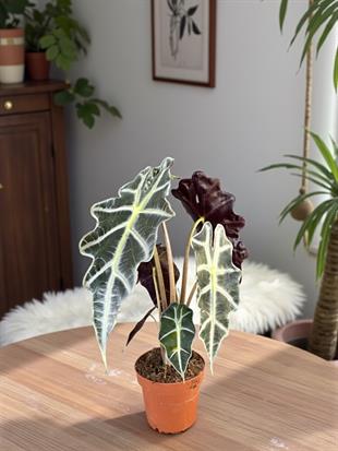 Alocasia Polly-Fil Kulağı Bitkisi- Tropikal ve En Farklı 40-45 cm