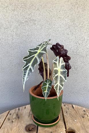 Alocasia Polly-Fil Kulağı Bitkisi- Tropikal ve En Farklı 40-45 cm
