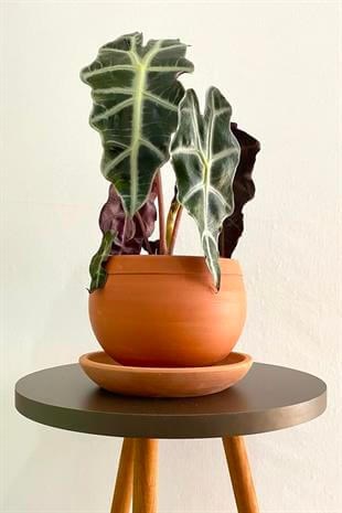Alocasia Polly-Fil Kulağı Bitkisi- Tropikal ve En Farklı 40-45 cm