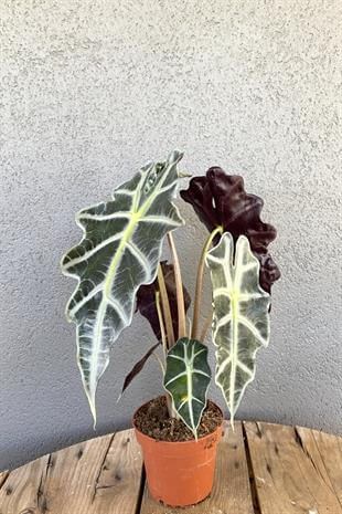 Alocasia Polly-Fil Kulağı Bitkisi- Tropikal ve En Farklı 40-45 cm