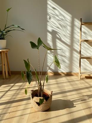 Alocasia Zebrina Jungle Touch Çoklu Gövde