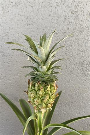 Ananas Bitkisi (Pineapple Plant)