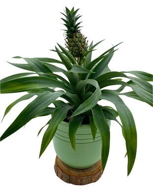 Ananas Bitkisi (Pineapple Plant)