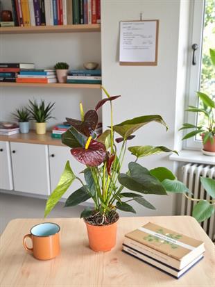 Anthurium Black Crown - Siyah Antoryum Flamingo Çiçeği Özel Tür