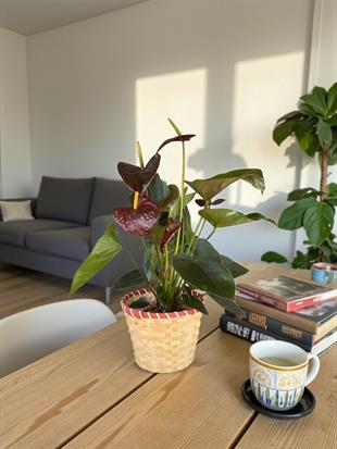 Anthurium Black Crown - Siyah Antoryum Flamingo Çiçeği Özel Tür