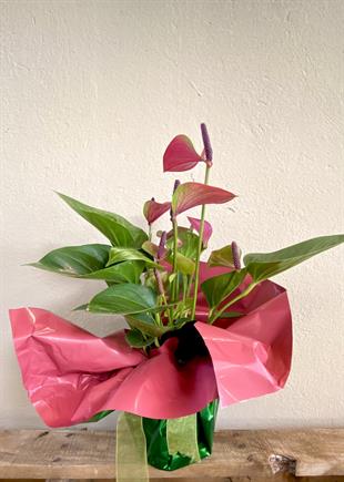 Anthurium Red - Kırmızı Antoryum Flamingo Çiçeği Hediyelik