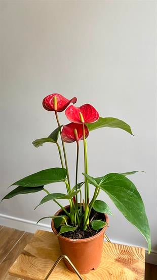 Anthurium Red - Kırmızı Antoryum Flamingo Çiçeği Hediyelik