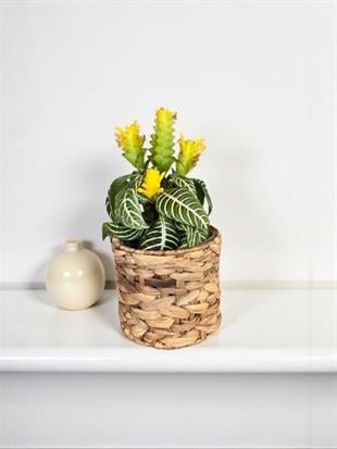 Aphelandra Squarrosa - Zebra Bitkisi Masaüstü Boy Tropik Bitki