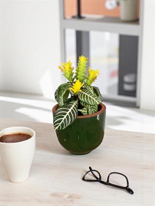 Aphelandra Squarrosa - Zebra Bitkisi Masaüstü Boy Tropik Bitki