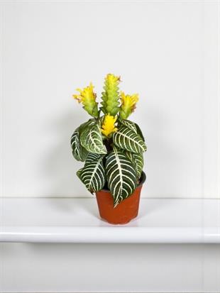 Aphelandra Squarrosa - Zebra Bitkisi Masaüstü Boy Tropik Bitki