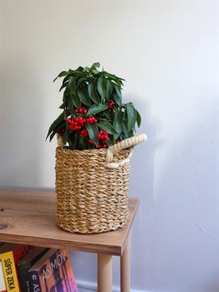 Ardisia Crenata (Aşk Meyvesi): Tutkunun Kırmızı Mücevherleri ❤️