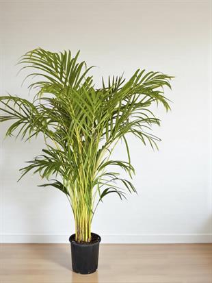 Areka Palmiyesi 140-150 cm (Areca Dypsis Lutescens)