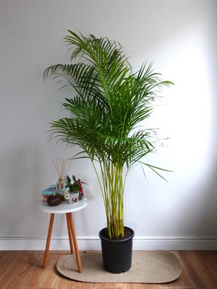 Areka Palmiyesi 140-150 cm (Areca Dypsis Lutescens)