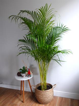 Areka Palmiyesi 140-150 cm (Areca Dypsis Lutescens)