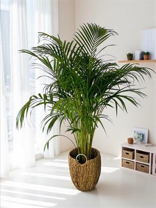 Areka Palmiyesi 140-150 cm (Areca Dypsis Lutescens)