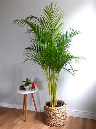 Areka Palmiyesi 140-150 cm (Areca Dypsis Lutescens)