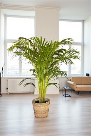 Areka Palmiyesi 140-150 cm (Areca Dypsis Lutescens)