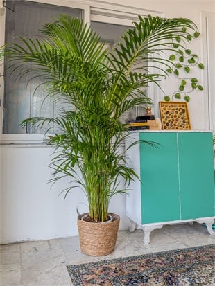 Areka Palmiyesi 170 - 180 cm XXL (Areca Dypsis Lutescens) –  Ekstra Dolgun Form