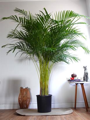 Areka Palmiyesi 180 - 200 cm XXL (Dypsis Lutescens) –  Ekstra Dolgun Form
