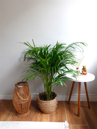 Areka Palmiyesi 80-100 cm (Areca Dypsis Lutescens)