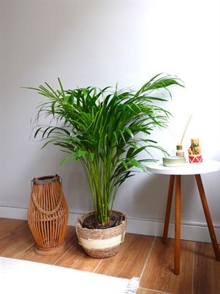 Areka Palmiyesi 80-100 cm (Areca Dypsis Lutescens)