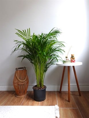 Areka Palmiyesi 80-100 cm (Areca Dypsis Lutescens)