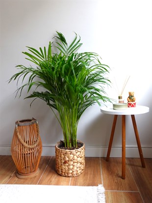 Areka Palmiyesi 80-100 cm (Areca Dypsis Lutescens)