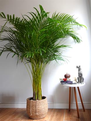 Areka Palmiyesi 180 - 200 cm XXL (Dypsis Lutescens) –  Ekstra Dolgun Form