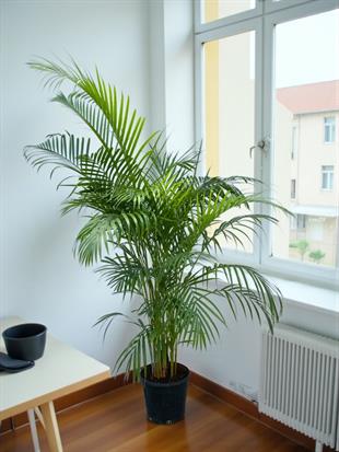Areka Salon Palmiyesi 180 cm XL ( Areca Dypsis Lutescens )