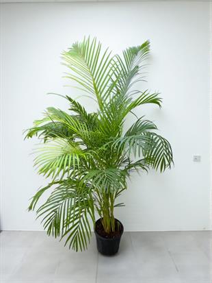 Areka Salon Palmiyesi 180 cm XL ( Areca Dypsis Lutescens )