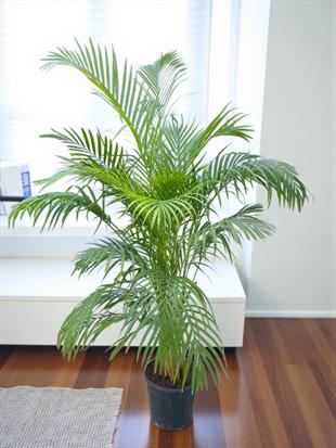 Areka Salon Palmiyesi 180 cm XL ( Areca Dypsis Lutescens )