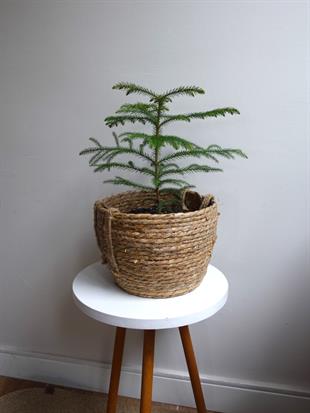 Arokarya Salon Çamı 40-50 Cm (Araucaria Heterophylla) Masa Boy