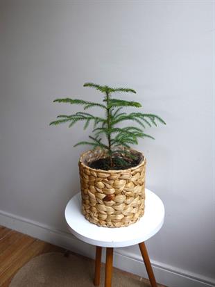 Arokarya Salon Çamı 40-50 Cm (Araucaria Heterophylla) Masa Boy