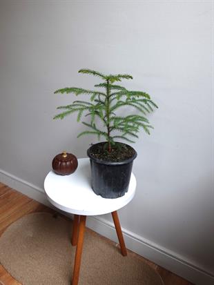 Arokarya Salon Çamı 40-50 Cm (Araucaria Heterophylla) Masa Boy