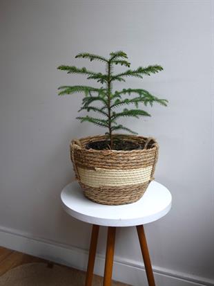 Arokarya Salon Çamı 40-50 Cm (Araucaria Heterophylla) Masa Boy