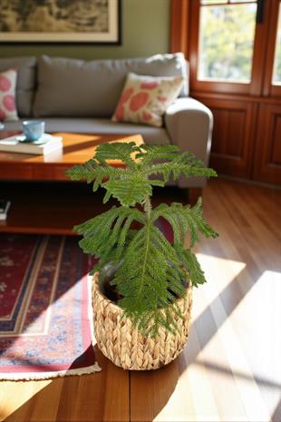 Arokarya Salon Çamı 50-60 Cm (Araucaria Heterophylla)